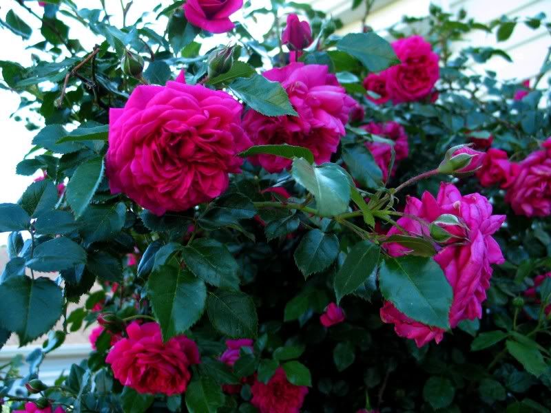 Laguna in full bloom